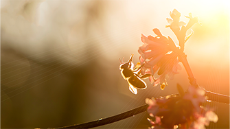 A honey bee hard at work in the evening sun