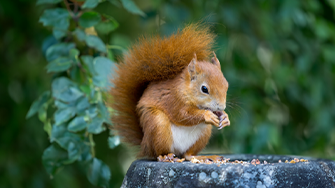 A red squirrel 