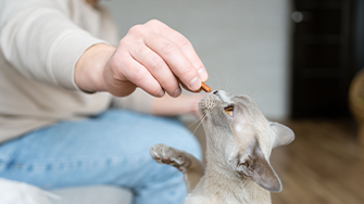 A cat receiving a treat