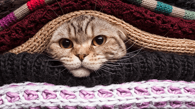 A cats face emerged from between a stack of blankets