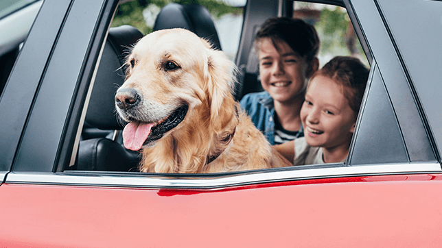 a dog in the car with children on the way to school 