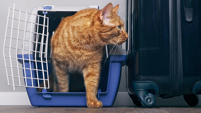 a cat in a carrier