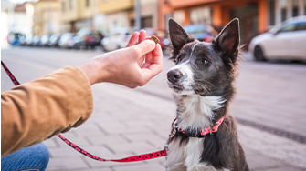 A dog waiting patiently to receive a treat