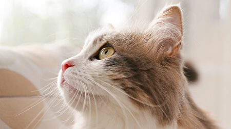 A long haired cat looking upwards