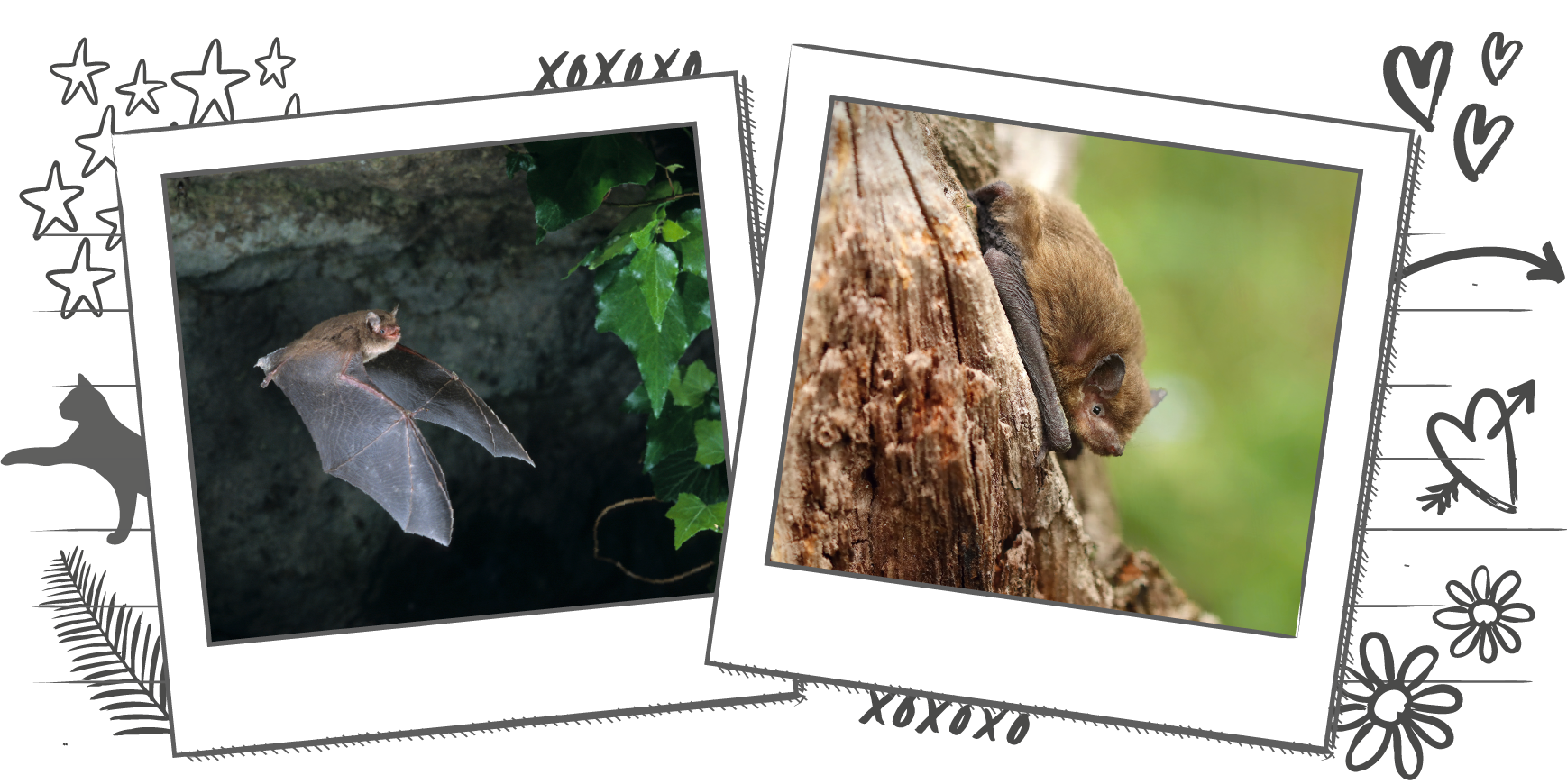 An illustration containing two photographs of bats within Polaroid frames, one bat is flying at night and the other is clinging onto the side of a tree