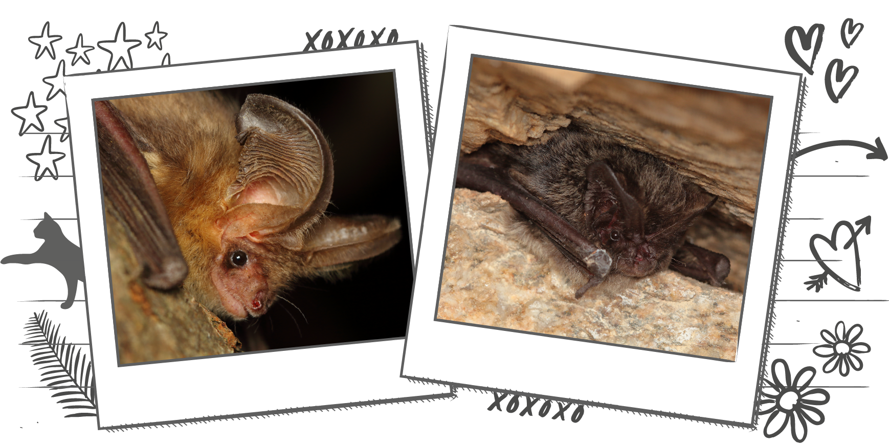 Illustration containing two photographs of bats within Polaroid frames