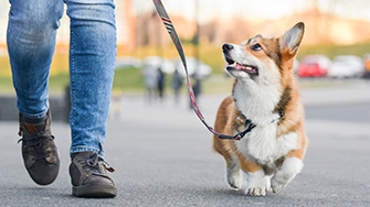 A Corgi out for a walk