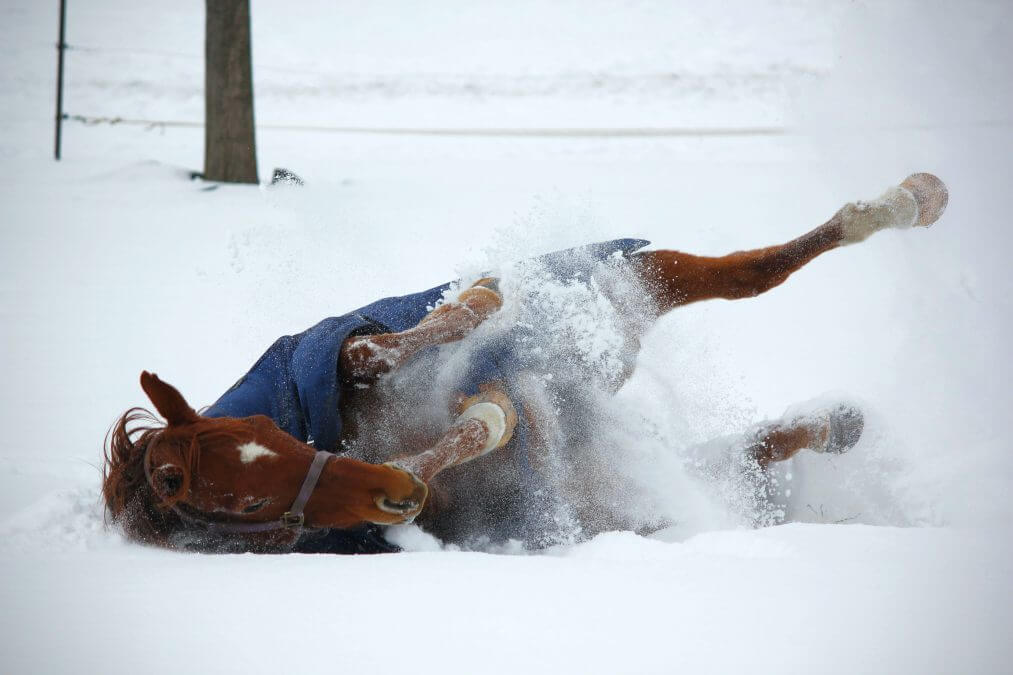 Horses need assistance to remain healthy during the cold winter months