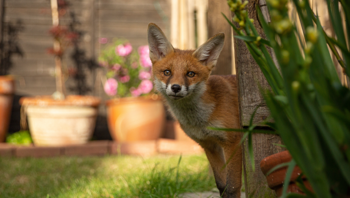 A fox is in a garden 