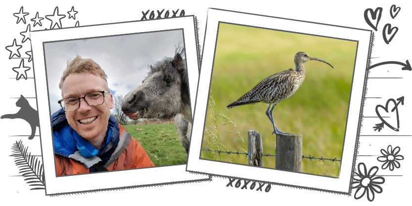 Illustration containing two photographs within Polaroid frames, one of a Tir Natur team member with a Welsh Mountain Pony and the other of a curlew sitting on a fence post