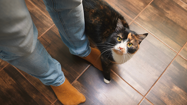 Friendly cat looking up at their owner