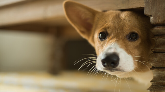a dog hiding under a table