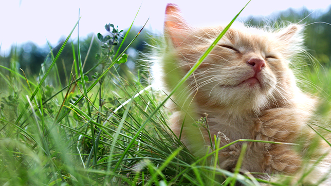Photograph of a long-haired ginger kitten snoozing in some long grass