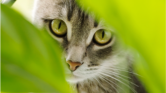 A grey tabby cat peeking through some bright green leaves