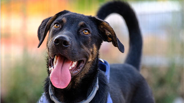 A dog wearing a collar and harness