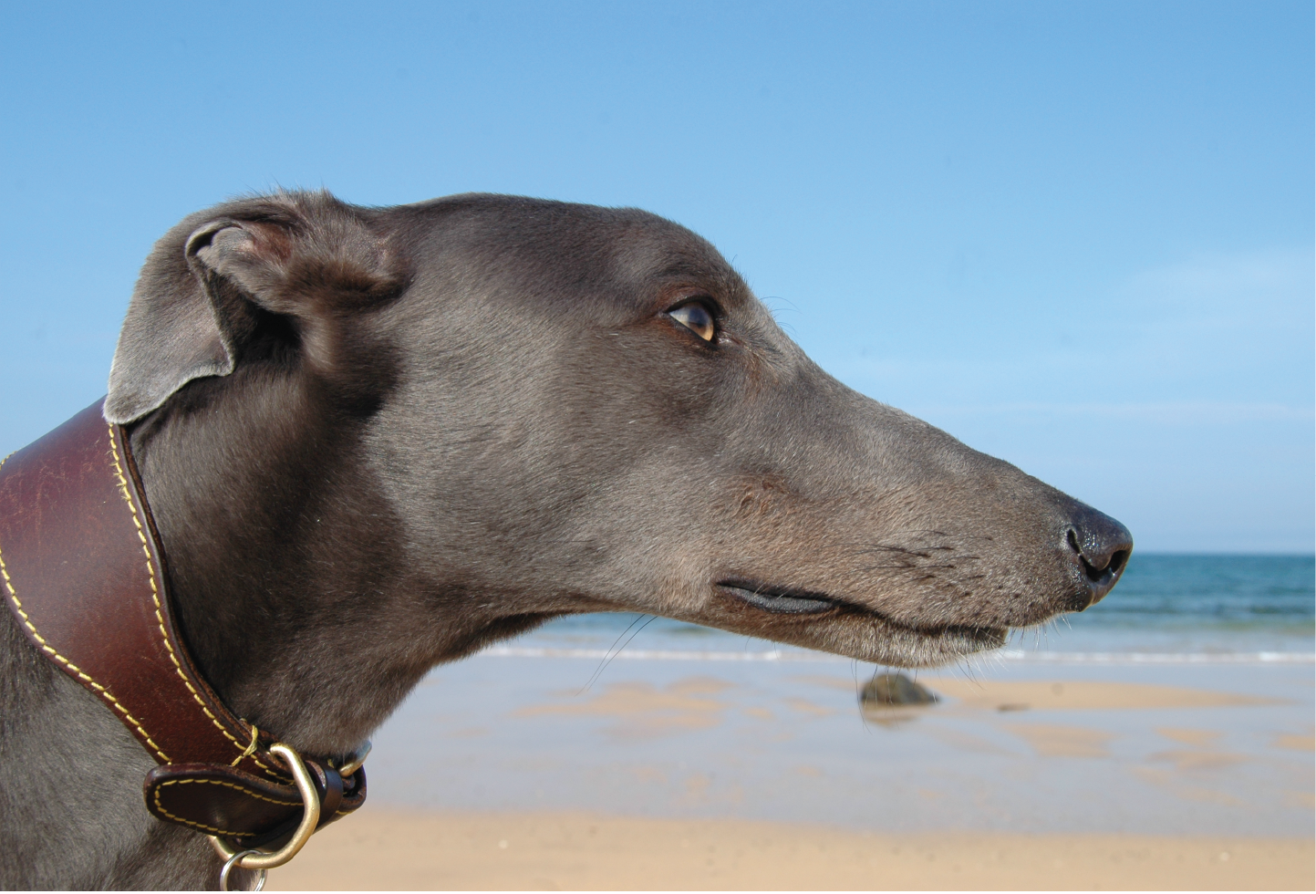 A greyhound wearing a fishtail collar 