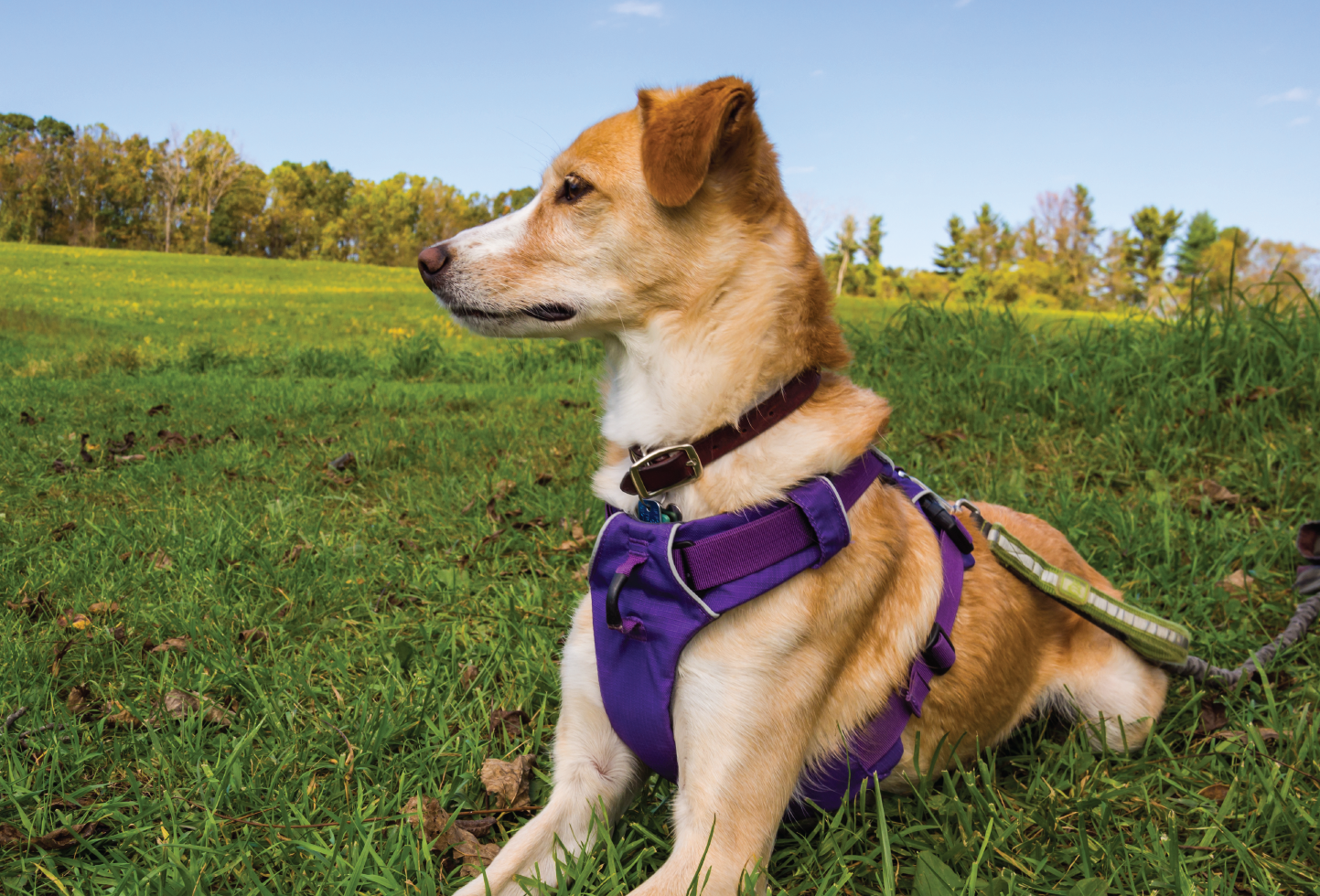 a dog wearing a harness