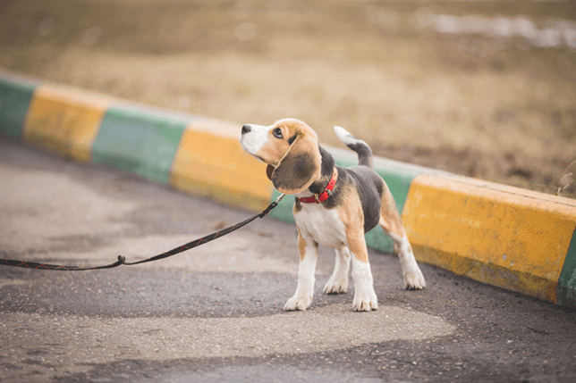 a puppy looking to its owner on a walk