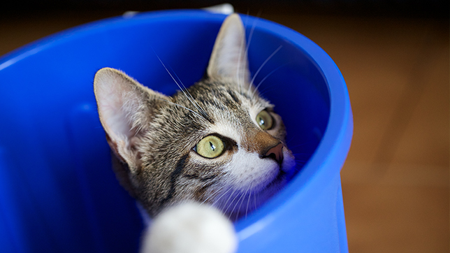A young tabby cat playing inside an empty blue bin