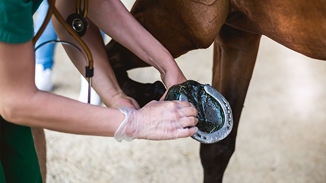A vet checking a horse's hoof.