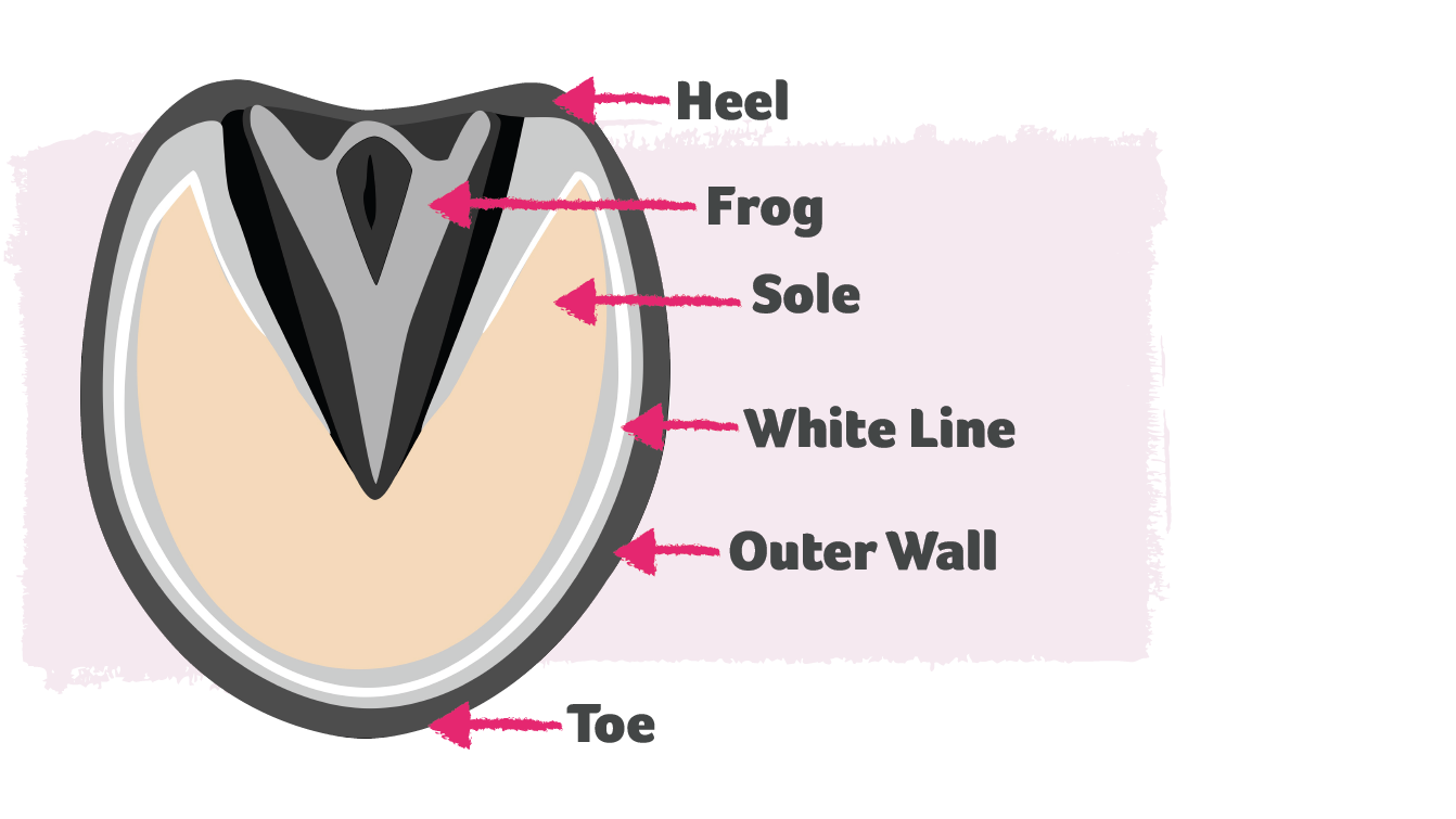 Horse hoof diagram.