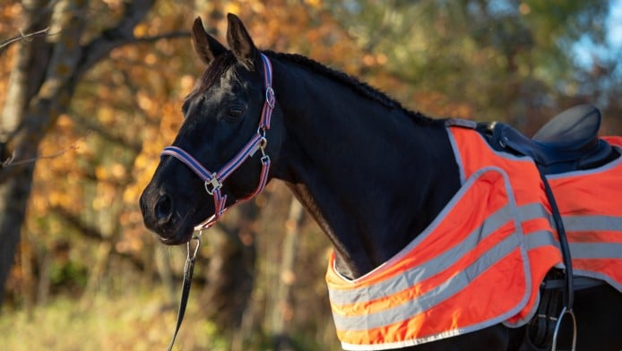 A horse wearing hi-vis