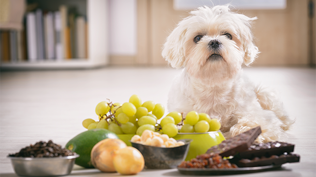 a dog in front of some toxic foods 