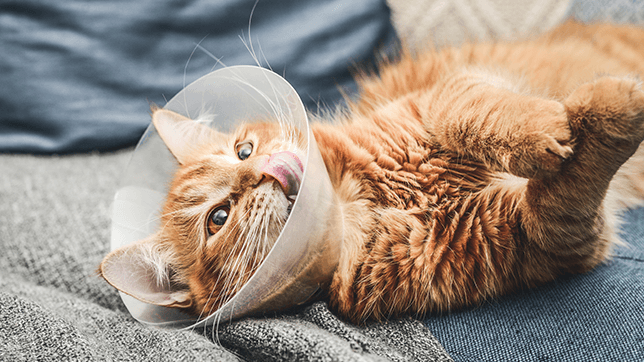 an orange cat wearing a cone after a vet visit