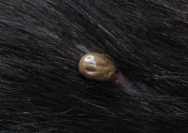An engorged tick in a cat