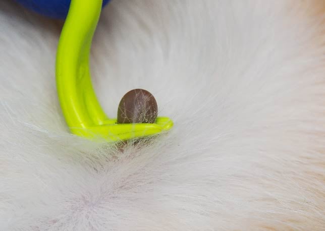 An owner using a tick removal tool on a cat