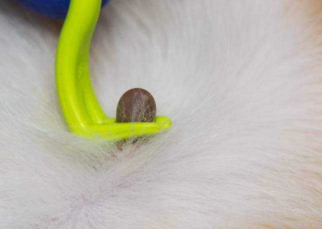 An owner using a tick removal tool on a cat
