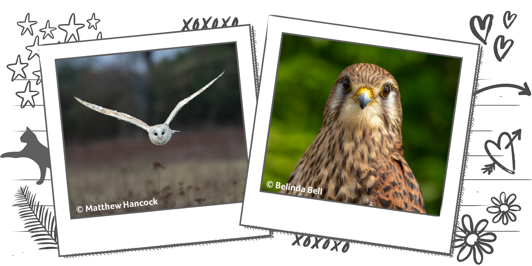 Illustration containing photographs within Polaroid frames, one photo is of a barn owl in flight and the other is of a hawk