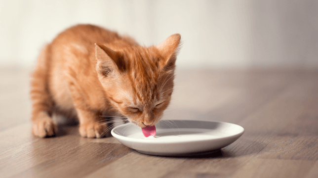 kitten drinking milk