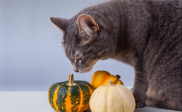 A cat sat with three small pumpkins