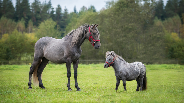 Image of horse and pony
