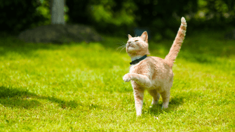 A playful cat on a grassy lawn