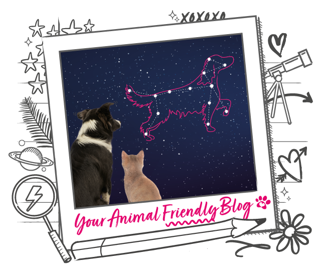A cat and dog gazing at the night sky, where there is a constellation the shape of a dog