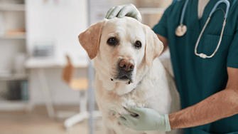 A Labrador is attended to be a vet