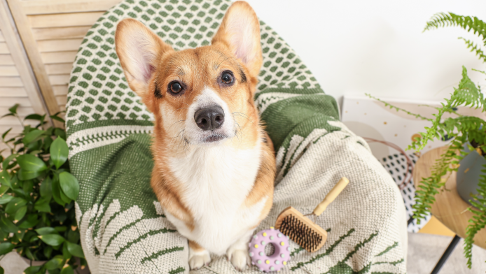 A Corgi on a chair with a green blanker with grooming products next to them