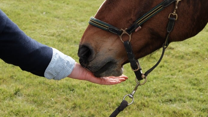 A horse sniffing at a human hand