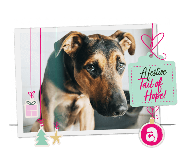 Pet Insurance Animal Friends