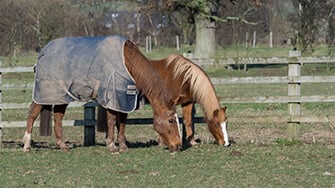 Two chestnut horses grazing in a field, one is wearing a rug.