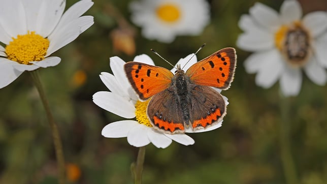Photograph of a small copper butterfly resting on a daisy