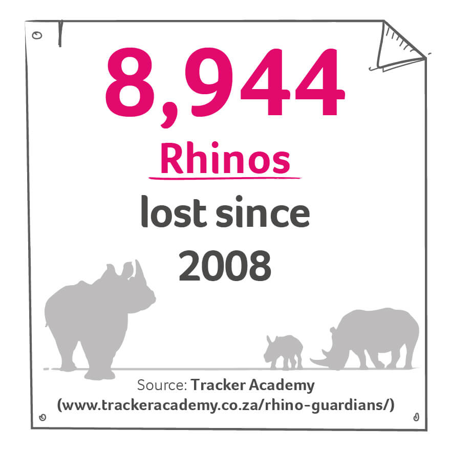 an infographic about how many rhinos have been lost 