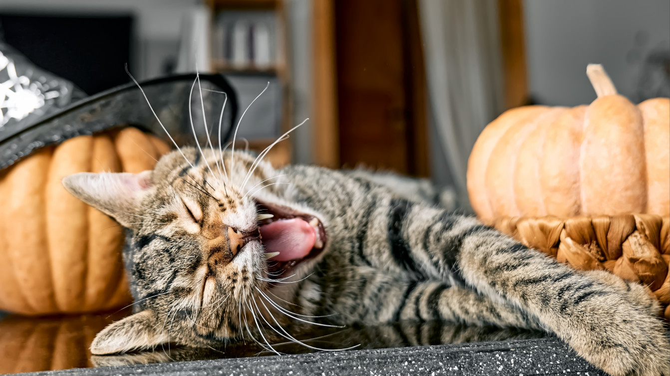 A cat yawns and stretches between pumpkins
