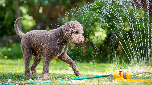 A dog and a sprinkler