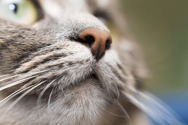 A cat's wet nose