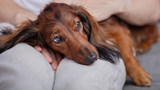 dog laying on owners lap looking sad