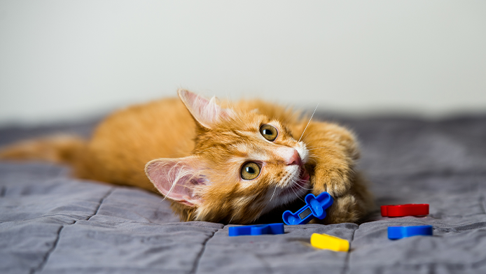 A young ginger cat plays with alphabet fridge magnets