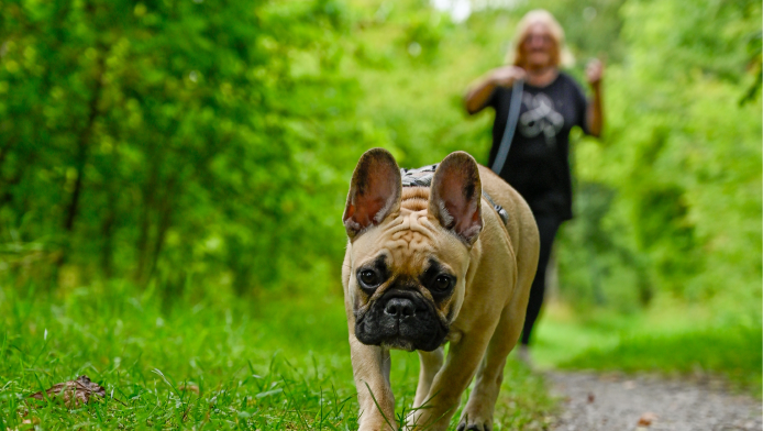 A Frenchie on a walk in the woods